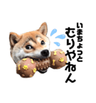 M家の太眉柴犬すもも（個別スタンプ：1）