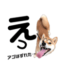 M家の太眉柴犬すもも（個別スタンプ：2）