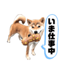 M家の太眉柴犬すもも（個別スタンプ：3）
