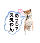 M家の太眉柴犬すもも（個別スタンプ：4）