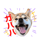 M家の太眉柴犬すもも（個別スタンプ：5）