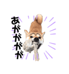 M家の太眉柴犬すもも（個別スタンプ：6）