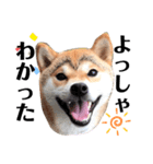 M家の太眉柴犬すもも（個別スタンプ：7）