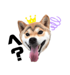 M家の太眉柴犬すもも（個別スタンプ：8）