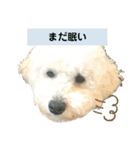 殿若12（個別スタンプ：5）