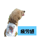 殿若12（個別スタンプ：8）