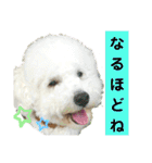 殿若12（個別スタンプ：15）