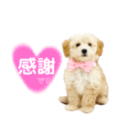 トイプードル 〜LULU〜（個別スタンプ：1）