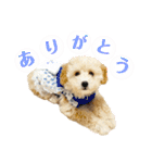 トイプードル 〜LULU〜（個別スタンプ：2）