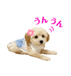 トイプードル 〜LULU〜（個別スタンプ：4）