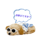 トイプードル 〜LULU〜（個別スタンプ：11）