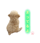 トイプードル 〜LULU〜（個別スタンプ：12）