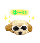 トイプードル 〜LULU〜（個別スタンプ：14）