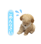 トイプードル 〜LULU〜（個別スタンプ：15）