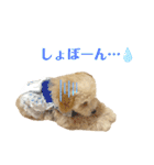 トイプードル 〜LULU〜（個別スタンプ：16）