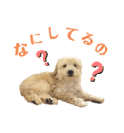 トイプードル 〜LULU〜（個別スタンプ：20）