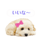 トイプードル 〜LULU〜（個別スタンプ：21）