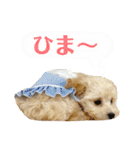 トイプードル 〜LULU〜（個別スタンプ：23）