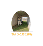 シベリアンハスキーSOLのスタンプ3（個別スタンプ：4）
