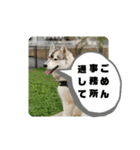 シベリアンハスキーSOLのスタンプ3（個別スタンプ：5）