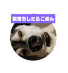 シベリアンハスキーSOLのスタンプ3（個別スタンプ：8）