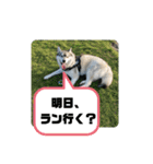 シベリアンハスキーSOLのスタンプ3（個別スタンプ：11）
