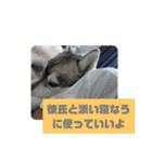 シベリアンハスキーSOLのスタンプ3（個別スタンプ：12）