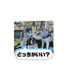 シベリアンハスキーSOLのスタンプ3（個別スタンプ：13）