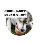 シベリアンハスキーSOLのスタンプ3（個別スタンプ：14）