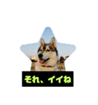 シベリアンハスキーSOLのスタンプ3（個別スタンプ：15）