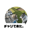 シベリアンハスキーSOLのスタンプ3（個別スタンプ：21）