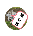 シベリアンハスキーSOLのスタンプ3（個別スタンプ：22）
