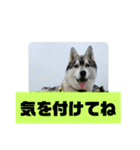 シベリアンハスキーSOLのスタンプ3（個別スタンプ：23）