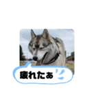シベリアンハスキーSOLのスタンプ3（個別スタンプ：26）