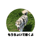 シベリアンハスキーSOLのスタンプ3（個別スタンプ：27）