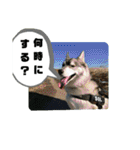 シベリアンハスキーSOLのスタンプ3（個別スタンプ：29）