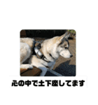 シベリアンハスキーSOLのスタンプ3（個別スタンプ：30）