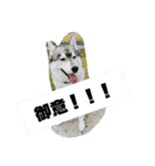 シベリアンハスキーSOLのスタンプ3（個別スタンプ：31）