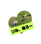シベリアンハスキーSOLのスタンプ3（個別スタンプ：32）