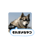 シベリアンハスキーSOLのスタンプ3（個別スタンプ：33）