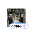 シベリアンハスキーSOLのスタンプ3（個別スタンプ：34）
