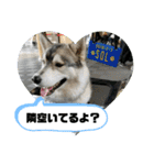 シベリアンハスキーSOLのスタンプ3（個別スタンプ：35）