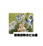 シベリアンハスキーSOLのスタンプ3（個別スタンプ：36）