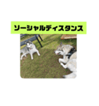 シベリアンハスキーSOLのスタンプ3（個別スタンプ：39）