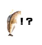 北海道釣り魚スタンプ（個別スタンプ：4）