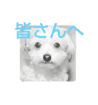 youmoco 4（個別スタンプ：11）