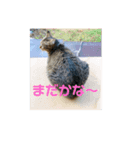 ひめちゃんのスタンプ②（個別スタンプ：8）