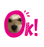 茂岡家の愛犬（個別スタンプ：4）