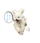 MAME  mania（個別スタンプ：1）
