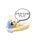 MAME  mania（個別スタンプ：2）
